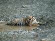Tiger, Drinking In Waterhole, India by Vivek Sinha Limited Edition Print