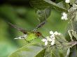 Coppery-Headed Emerald Hummingbird At Flowers Of The Tree Quararibea Costaricensis, Costa Rica by Michael Fogden Limited Edition Print