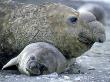 Southern Elephant Seal, With Young by Patricio Robles Gil Limited Edition Pricing Art Print