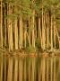 Scots Pine, Pinus Sylvestris Trunks And Reflection, Jan C Airngorms National Park, Scotland by Mark Hamblin Limited Edition Print