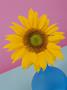 Summer Arrangement, Gerbera (Pink) In Orange Vase, Blue/Pink Background by Linda Burgess Limited Edition Print