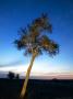 Shepards Tree At Twilight, Mashatu Game Reserve, Botswana by Roger De La Harpe Limited Edition Print