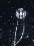 Sea Gooseberry, Fishing With Tentacles, Australia by Oxford Scientific Limited Edition Print