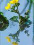 Marsh Marigold, Caltha Palustris by David Boag Limited Edition Print