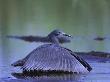 Black Egret, Botswana by Chris And Monique Fallows Limited Edition Print