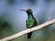 Broad-Billed Hummingbird, Captivity by Patricio Robles Gil Limited Edition Print