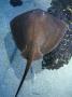 Hawaiian Stingray, Hawaii by David B. Fleetham Limited Edition Print