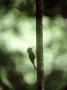 Tawny-Winged Woodcreeper, Silhouette, Mexico by Patricio Robles Gil Limited Edition Print