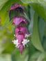 Himalayan Honeysuckle In Flower by Geoff Kidd Limited Edition Print