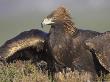 Golden Eagle, Adult, Scotland by Mark Hamblin Limited Edition Pricing Art Print