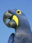 Hyacinth Macaw, Brazil by Brian Kenney Limited Edition Print