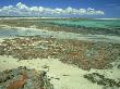 Stromatolites, Shark Bay World Heritage Centre, Australia by Michael Fogden Limited Edition Print
