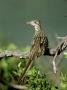 Greater Roadrunner, Sitting, Mexico by Patricio Robles Gil Limited Edition Print