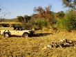 Tourists On Safari Watching Wild Dogs Feeding On An Impala, Pilansberg Game Reserve, South Africa by Roger De La Harpe Limited Edition Print