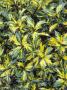 Ilex Aquifolium Myrtifolia Aurea Maculata by Geoff Kidd Limited Edition Print