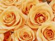 Rosa Sunset (Tea Rose), Orange Flowers by Linda Burgess Limited Edition Pricing Art Print