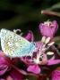 Common Blue, Male On Rosebay Willow Herb by Gordon Maclean Limited Edition Print