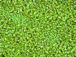Duckweed, Summer by David Boag Limited Edition Pricing Art Print