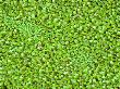 Duckweed, Summer by David Boag Limited Edition Print