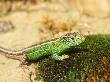 Sand Lizard, Male by David Boag Limited Edition Pricing Art Print