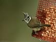 Crested Tit On Red Peanut Bird-Feeder, Uk by Mark Hamblin Limited Edition Print