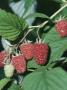 Raspberry Glen Clova Close-Up Of Berries by David Askham Limited Edition Print