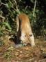 Mountain Lion, Belize, Central America by Partirdge Films Ltd. Limited Edition Pricing Art Print