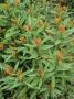Butterfly Weed, Asclepias Tuberosa by Geoff Kidd Limited Edition Print