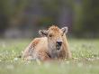 Bison, Young Calf Laid Down In Meadow, Usa by Mark Hamblin Limited Edition Pricing Art Print