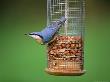 Nuthatch On Nutfeeder, Uk by David Tipling Limited Edition Print