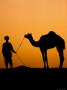 Silhouette Of Camel Trader And Camel At Sunset At Pushkar Camel Fair by Gavin Gough Limited Edition Print