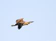 American Bittern In Flight, Ile Bizard Nature Park, Quebec, Canada by Robert Servranckx Limited Edition Print