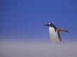 Gentoo Penguin In Sandstorm by Andy Rouse Limited Edition Print