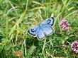 Large Blue Butterfly, Somerset, Uk by David Tipling Limited Edition Print