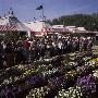 People At Chelsea Flower Show Viola Collection, Cawrhorne, Kent 1992 by David Askham Limited Edition Print
