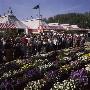 People At Chelsea Flower Show Viola Collection, Cawrhorne, Kent 1992 by David Askham Limited Edition Pricing Art Print