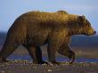 Grizzly Bear Female In Winter Coat On Sea Shore by Andy Rouse Limited Edition Pricing Art Print