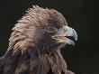 Golden Eagle, Ecomuseum, Quebec, Canada by Robert Servranckx Limited Edition Print