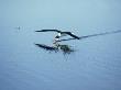 Black Skimmer, Feeding, Florida by Tom Leach Limited Edition Pricing Art Print