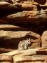 Black-Footed Rock Wallaby, Sitting, Australia by Patricio Robles Gil Limited Edition Print