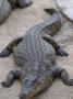 Nile Crocodile, Cango Ranch, Qudtshoorn, South Africa by Walter Bibikow Limited Edition Print