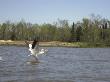 Pelicans Fishing, Lake Scenes by Keith Levit Limited Edition Print