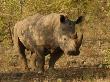 White Rhinoceros, Kruger National Park by Keith Levit Limited Edition Pricing Art Print