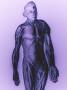 Plastic Human Anatomy Model by Fogstock Llc Limited Edition Pricing Art Print