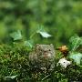 Field Vole, Kent, Uk by David Tipling Limited Edition Print