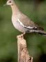 White-Winged Dove Perching On Stump by Fogstock Llc Limited Edition Pricing Art Print