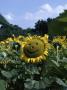 Helianthus Annus Sunspot, Sunflower With Smiling Face by Juliet Greene Limited Edition Print