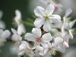 Prunus Serrulata Pandora (Ornamental Cherry), Close-Up Of White Flowers by Hemant Jariwala Limited Edition Print