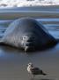 Northern Elephant Seal, Mirounga Angustirostris by Mark Newman Limited Edition Pricing Art Print