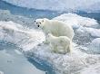 Polar Bear With Cub On Iceberg by A Zuckerman-Vdovenko Limited Edition Pricing Art Print